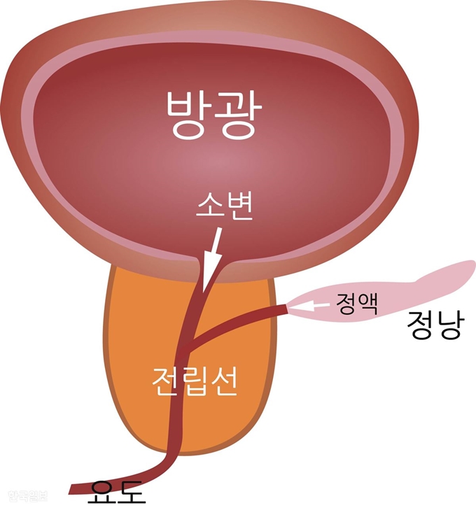 [저작권 한국일보]방광에 있는 소변이 요도를 통해 배출되기 위해서는 전립선을 지나가야 한다. 배뇨장애의 원인 대부분이 전립선 문제다.