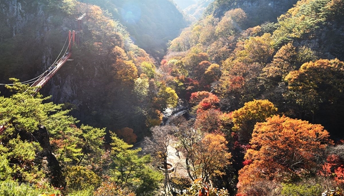 50m 상공에 매달린 구름다리 아래 계곡에 단풍이 불타고 있다.