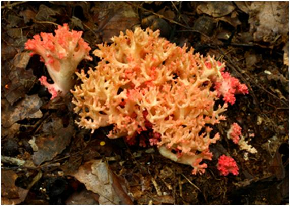 붉은싸리버섯(Ramaria formosa; 독버섯이나 염장하여 먹기도 함)