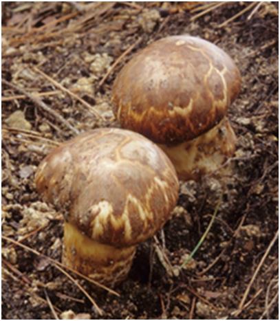 송이 (Tricholoma matsutake ; 식용)