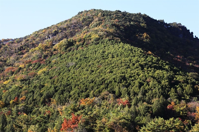 제천 수산슬로시티 측백나무숲.