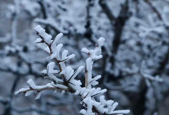 절기상 첫눈이 내린다는 소설(小雪)인 22일 제주 한라산 영실 탐방로 인근 구상나무에 핀 아름다운 상고대가 겨울산을 찾은 등반객들을 유혹하고 있다. 뉴시스