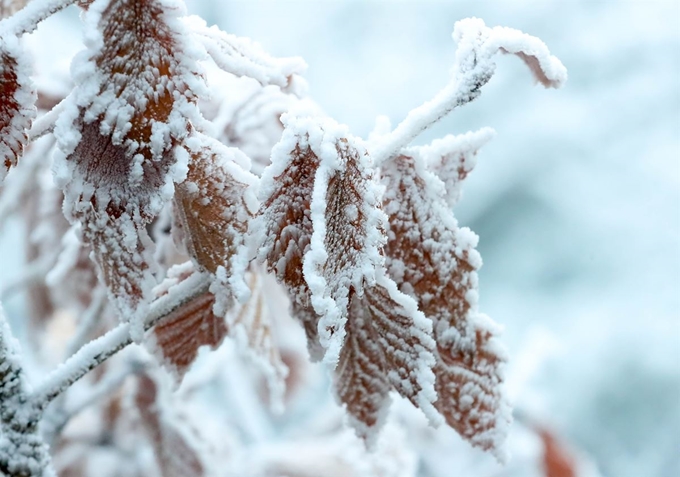 절기상 첫눈이 내린다는 소설(小雪)인 22일 제주 한라산 영실 탐방로 선작지왓에 상고대가 피어 아름답다. 뉴시스