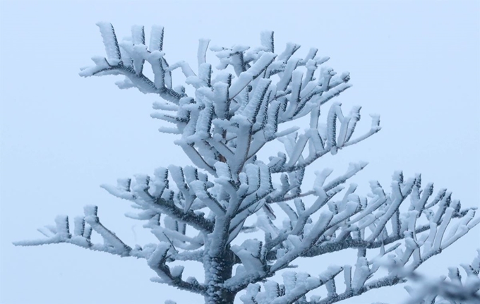 절기상 첫눈이 내린다는 소설(小雪)인 22일 제주 한라산 영실 탐방로 선작지왓에 상고대가 피어 아름답다. 뉴시스