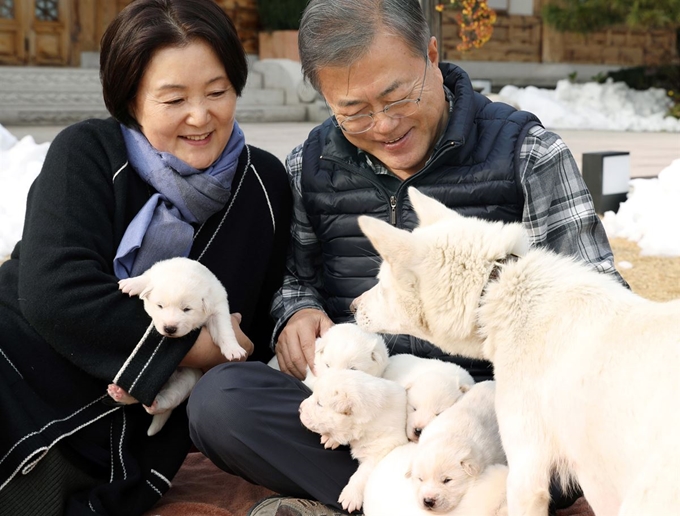 문재인 대통령과 부인 김정숙 여사가 25일 오후 관저 앞마당에서 지난 9일 태어난 풍산개 '곰이'의 새끼들을 살펴보고 있다. 청와대 제공