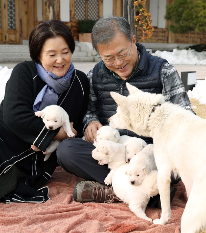 문재인 대통령과 부인 김정숙 여사가 25일 오후 관저 앞마당에서 지난 9일 태어난 풍산개 '곰이'의 새끼들을 살펴보고 있다. 청와대 제공