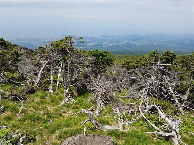 멸종위기에 놓인 구상나무 등 한라산 고산지대 희귀·특산식물의 묘목이 본격적으로 생산된다. 사진은 고사한 구상나무. 제주도 제공.