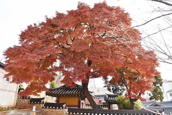 담장 밖에서 본 용흥궁. 아름드리 단풍나무 한 그루가 철종의 원래 거처였던 비각을 덮고 있다.