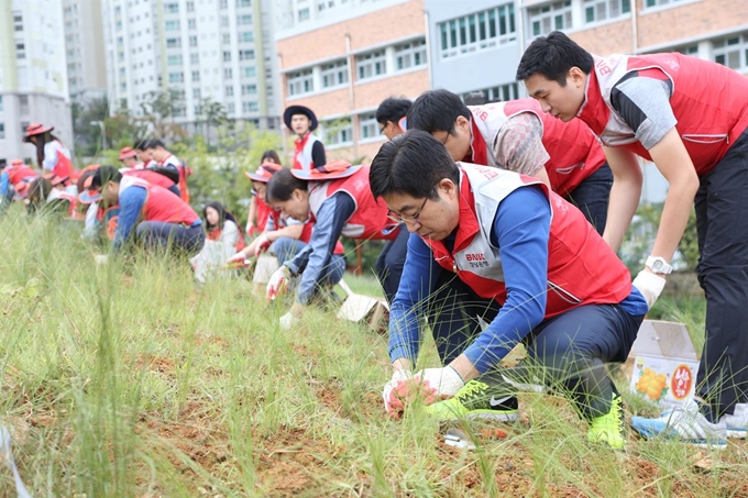 2,500여명 임직원이 자발적으로 10시간 이상 테마봉사활동을 벌이는 BNK경남은행의 ‘2만5,000℃릴레이봉사’의 세 번째 봉사인 ‘생명 숲 가구기’에 황윤철(오른쪽 첫 번째) 행장 등 직원들이 지난 9월 창원 감계근린공원에서 핑크뮬리 수종을 심고 있다. BNK경남은행 제공