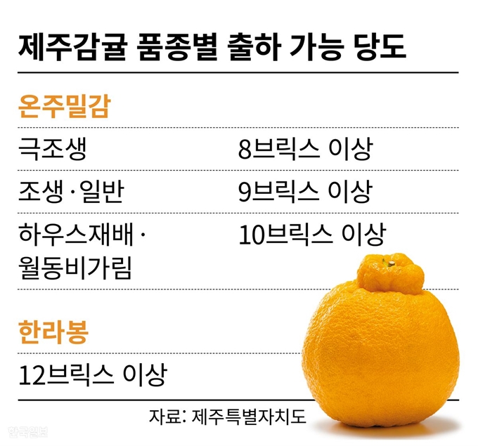 제주 감귤 당도 김민호기자