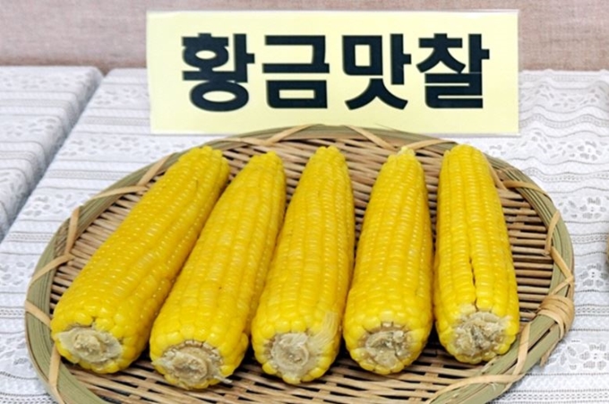 내년부터 농가에 보급될 신품종 황금맛찰옥수수. 노란 빛깔이 선명하다. 괴산군 농업기술센터 제공