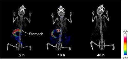 실험용 미세먼지 표준물질을 쥐의 식도로 투여한 뒤 시간 경과에 따라 얻은 단일광자단층촬영 영상. 48시간 뒤 미세먼지가 대부분 몸 밖으로 배출된 것을 확인할 수 있다. 한국원자력연구원 제공.