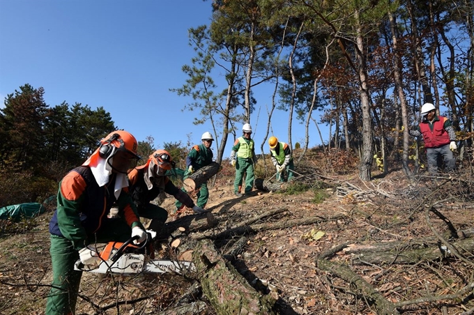 산림청은 소나무재선충병 확산 방지를 위해서는 직접적인 피해목 제거도 중요하지만 나무예방주사를 통해 신규 발생을 억제하는 것이 효율적이라고 강조하고 있다. 사진은 인부들이 피해목을 제거하는 모습. 산림청 제공