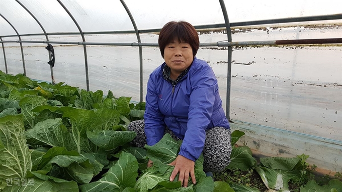 [저작권 한국일보]'영농스타' 강순남씨가 경북 안동시 임하면 금소리 자신의 배추밭에서 김장용 배추를 캐고 있다. 류수현기자 suhyeonryu@hankookilbo.com