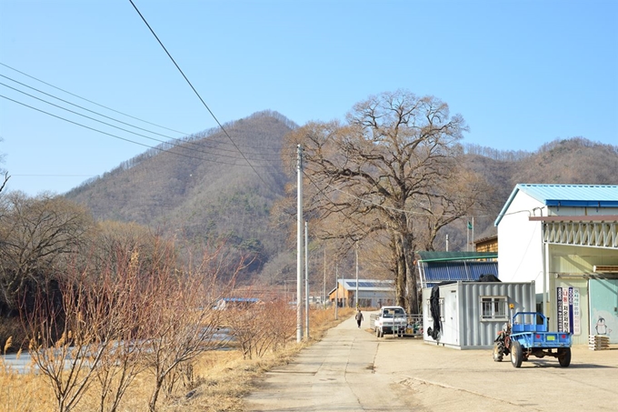 한랭습윤한 기후 특징이 있는 경북 영양군에 있는 버드나무는 거대 교목으로 성장했다. 국립생태원 제공