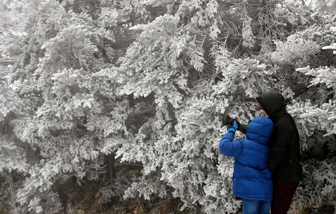 절기상 눈이 가장 많이 내린다는 대설(大雪)인 7일 제주 한라산 1100고지 인근 나뭇가지에 핀 상고대를 배경으로 관광객들이 사진을 찍으며 즐거운 시간을 보내고 있다. 상고대는 영하의 온도에서 대기 중에 있는 안개·서리 등의 미세한 물방울이 나무 등의 차가워진 물체와 만나 생기는 것으로 '나무서리'라고도 부른다. 서귀포=뉴시스