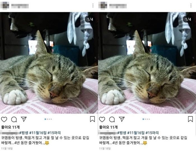 한 인스타그램 이용자가 지난달 남겼던 게시물이다. 케어 페이스북 캡처