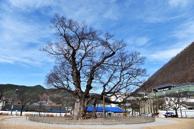 도계여자중학교 맞은편 긴잎느티나무. 수령 1,000년으로 추정되는 천연기념물로 도계읍내에서 거의 유일한 자랑거리다.