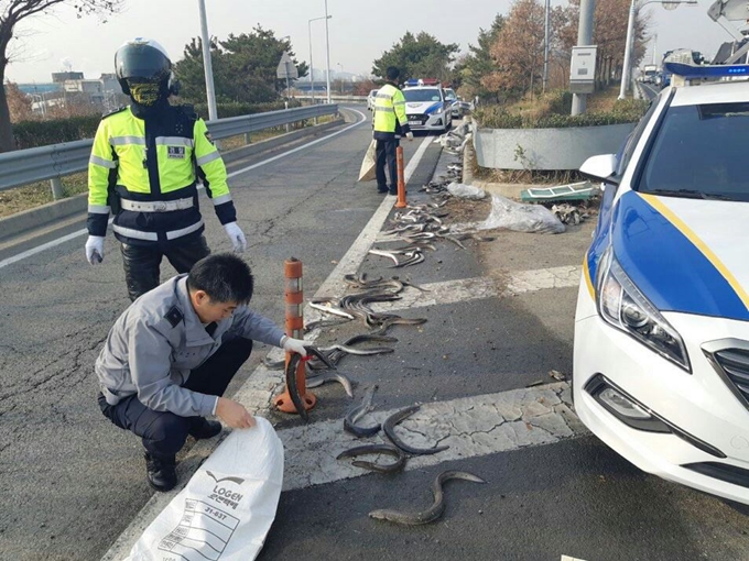 19일 오전 10시 30분께 광주 서구 어등대교 인근 자동차 전용도로에 운반차량에서 떨어진 장어를 경찰이 수거하고 있다. 광주경찰청 제공. 연합뉴스