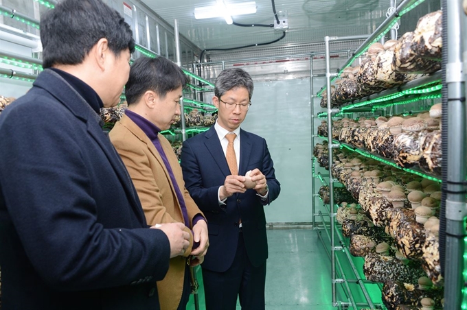 이성문 연제구청장이 컨테이너박스 스마트팜에서 재배된 버섯을 살펴보고 있다.