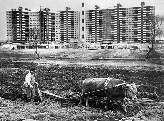 1978년 서울 강남구 압구정동의 풍경. 소 몰아 밭 가는 농부 뒤로 보이는 게 현대아파트다.1970년대 강남 개발, 부동산 광풍이 만든 계급의 경계를 선명하게 보여준다. 사진작가 전민조∙푸른역사제공