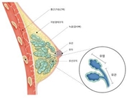 유방 구조