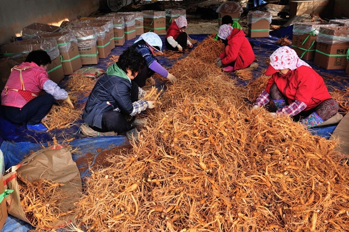 금산 인삼 선별작업.