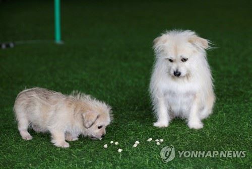 9살의 스타견 ‘궈즈’(오른쪽)와 2개월짜리 복제 개. 로이터 연합뉴스