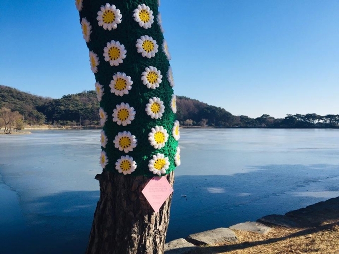 충북 제천시 청소년상담복지센터를 이용하는 청소년 30명이 정성스럽게 만든 겨울옷을 의림지 가로수길 140ｍ 구간 소나무 35그루에 입혔다. 사진은 손뜨개 옷을 입은 소나무의 모습. 제천시청소년상담복지센터 제공=연합뉴스