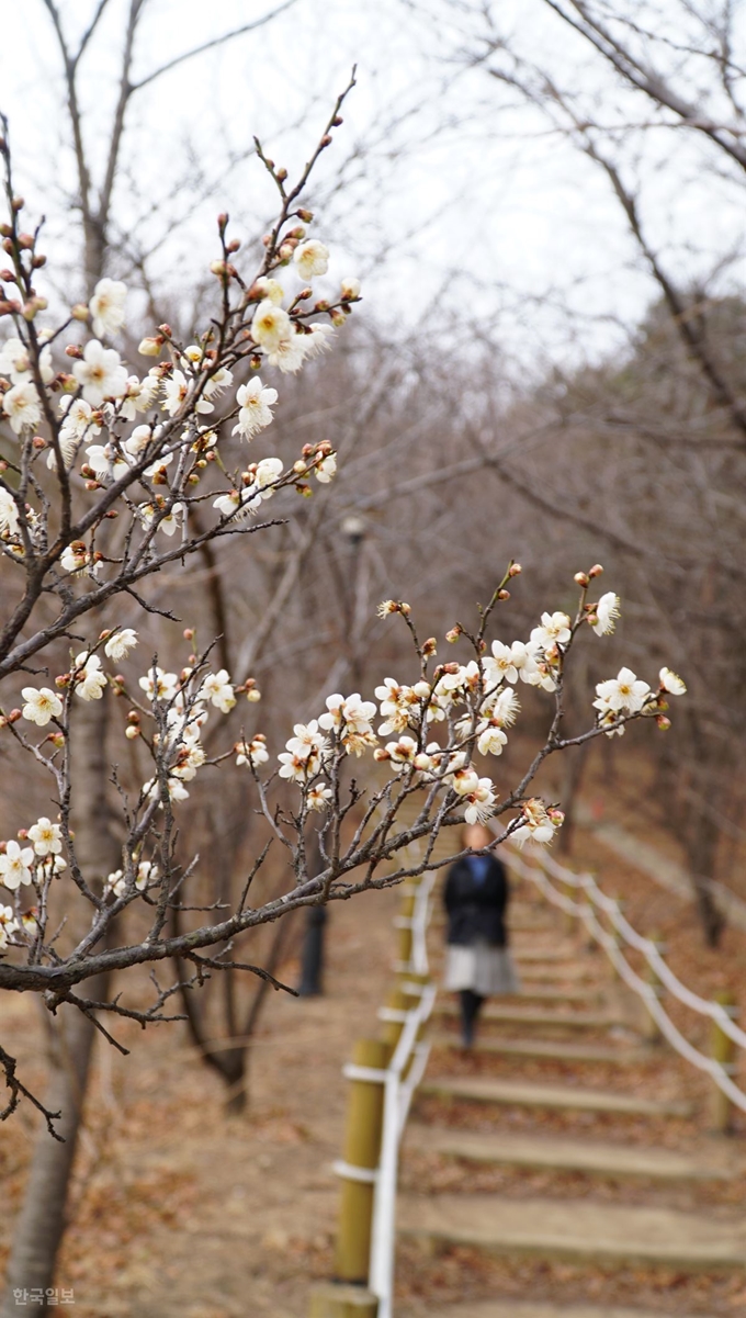 26일 경북 포항시 남구 대잠동 포항시청 인근 야산에 매화가 활짝 피어 있다. 김정혜기자 kjh@hankookilbo.com