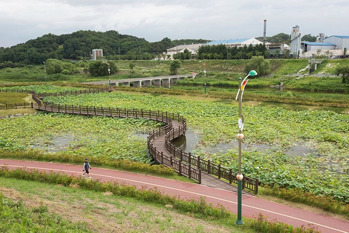 세종시 조천 연꽃길. 세종시 제공.