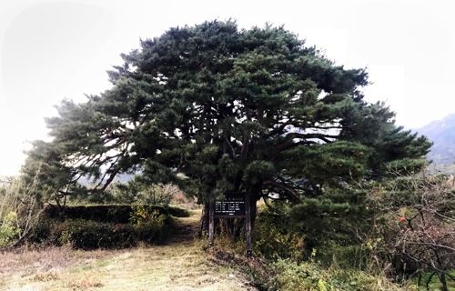 11그루 노송이 마치 한 그루처럼 어우러진 경남 하동의 십일천송이 국가산림문화자산으로 지정됐다. 연합뉴스