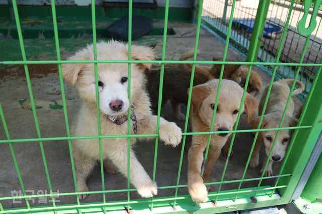 [저작권 한국일보]제주 첨단동길 유기동물 보호센터에 있는 강아지들이 철창 밖을 내다보고 있다. 고은경 기자.