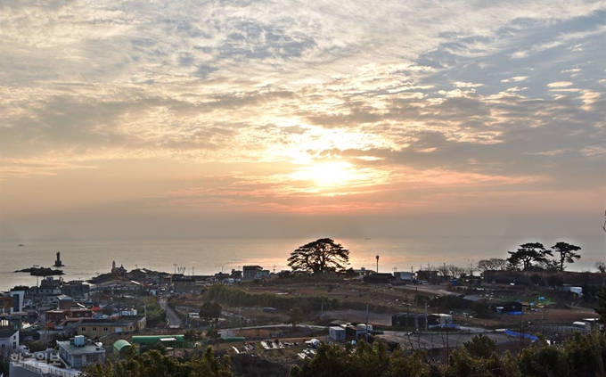 일출 무렵 왜성에서 내려다본 죽성리 풍경. 해송을 중심으로 들과 집이 편안하게 펼쳐진다.