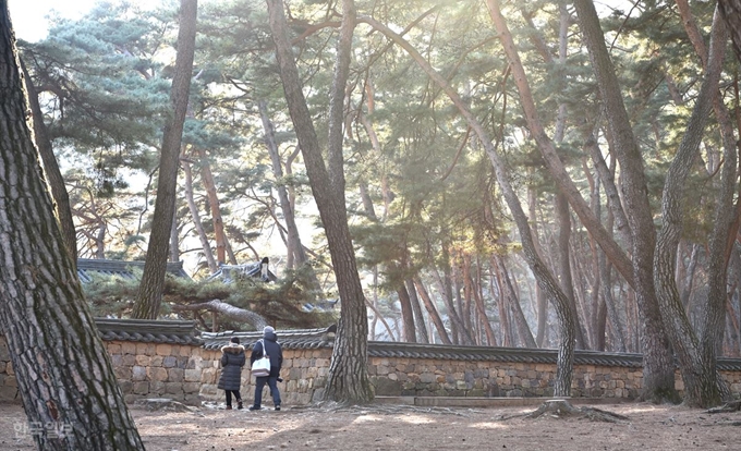 단종이 영월로 유배돼 머물렀던 청령포는 울창한 솔숲으로 변했다. 청량한 기운 속에 어린 단종이 느꼈을 고립과 두려움도 감지된다.