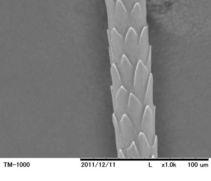 그림 3삵 털의 큐티클. 국립생태원 제공