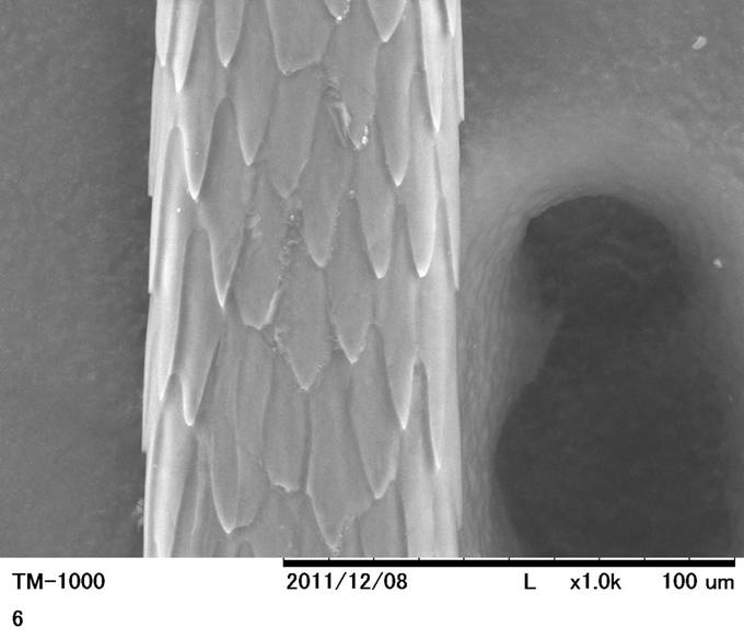 등줄쥐 털의 큐티클. 국립생태원 제공