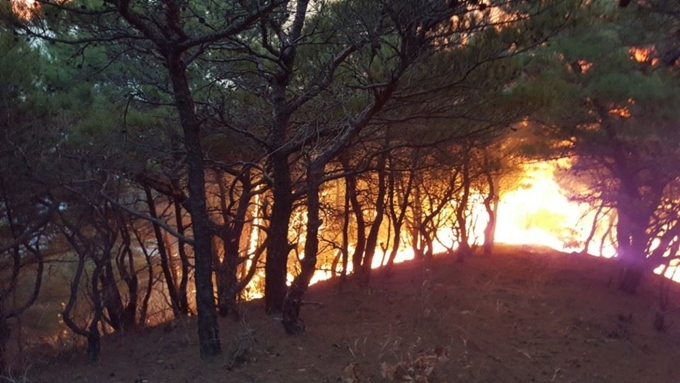 경북 영덕군 남정면 봉전리 산1번지 야산 정상 부근에서 산불 불씨가 되살아나 인근으로 번지고 있다. 영덕군 제공