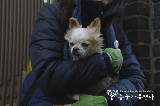 지난 28일 오후 경기 평택 불법 번식장에서 동물자유연대 한 활동가가 구조한 장모치와와를 안고 있다. 동물자유연대 제공