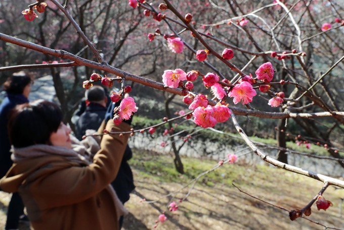 오전 한때 한파주의보가 발효되는 등 강추위가 기승을 부린 8일 오후 광주 북구 중외공원에서 홍매화가 꽃망울을 터트리자 지나던 시민들이 사진 찍고 있다. 연합뉴스