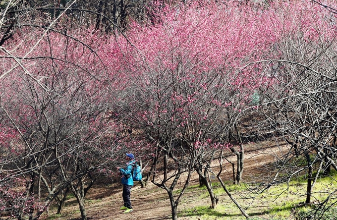 오전 한때 한파주의보가 발효되는 등 강추위가 기승을 부린 8일 오후 광주 북구 중외공원에서 홍매화가 꽃망울을 터트리자 지나던 시민들이 사진 찍고 있다. 연합뉴스