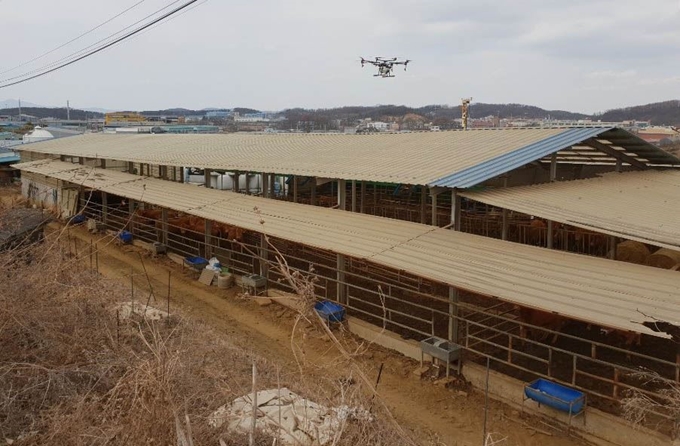 지난 4일 경기도 안성 양성면 구제역 발생지역을 중심으로 드론 및 광역살포기를 활용한 항공방제가 실시되고 있다. 농협 제공