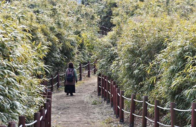 죽도는 온통 대나무로 덮여 있다. 햇빛에 번들거리는 댓잎이 싱그럽다.