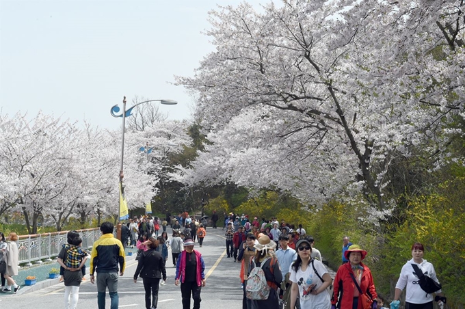 목포시는 오는 4월 6일부터 개나리꽃과 벚꽃이 만개한 유달산 봄 축제를 개최한다. 시 제공