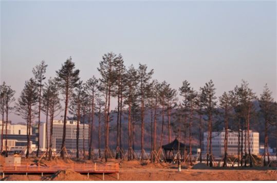 국립세종수목원에 식재된 소나무. 산림청 제공