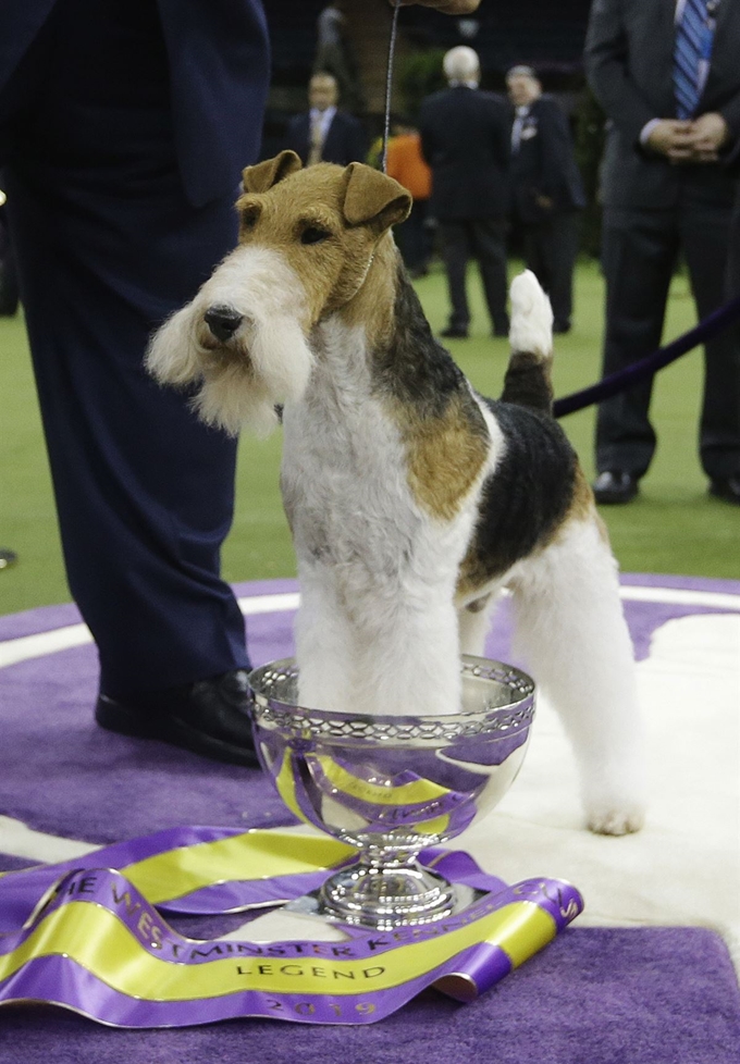 12일(현지시간) 미국 뉴욕의 143년 전통 '웨스트민스터 케널 클럽 도그 쇼'(Westminster Kennel Club Dog Show)에서 우승한, 와이어폭스테리어(Wire Fox Terrier) 종 '킹'(King)이 트로피와 함께 포즈를 취하고 있다. 킹은 올해 7살로, 전 세계 14개국에서 온 203종 2천800마리의 개들과의 경연에서 승리했다. AP 연합뉴스