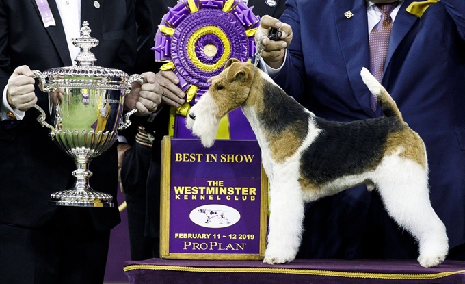 12일(현지시간) 미국 뉴욕의 143년 전통 '웨스트민스터 케널 클럽 도그 쇼'(Westminster Kennel Club Dog Show)에서 우승한, 와이어폭스테리어(Wire Fox Terrier) 종 '킹'(King)이 트로피를 받고 있다. EPA 연합뉴스