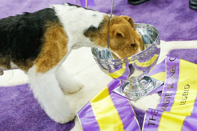 12일(현지시간) 미국 뉴욕의 143년 전통 '웨스트민스터 케널 클럽 도그 쇼'(Westminster Kennel Club Dog Show)에서 우승한, 와이어폭스테리어(Wire Fox Terrier) 종 '킹'(King)이 트로피를 핥고 있다. 로이터 연합뉴스