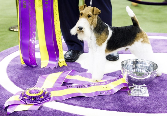 12일(현지시간) 미국 뉴욕의 143년 전통 '웨스트민스터 케널 클럽 도그 쇼'(Westminster Kennel Club Dog Show)에서 우승한, 와이어폭스테리어(Wire Fox Terrier) 종 '킹'(King)이 트로피와 함께 포즈를 취하고 있다. EPA 연합뉴스