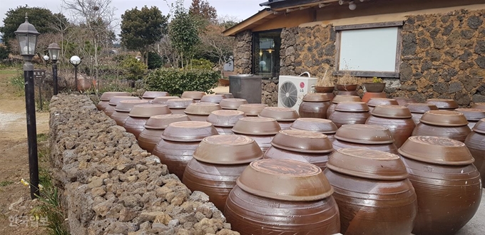 [저작권 한국일보]제주 고소리술은 최소 2년 정도 숙성해야 제 맛을 느낄 수 있다. 사진은 제주 술 익는 집 한쪽에서 숙성 중인 고소리술.